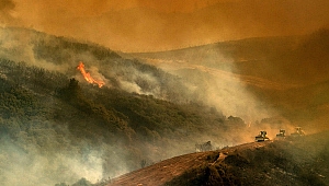 California'da orman yangını!